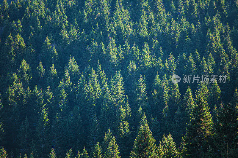 秋季高山冷杉林