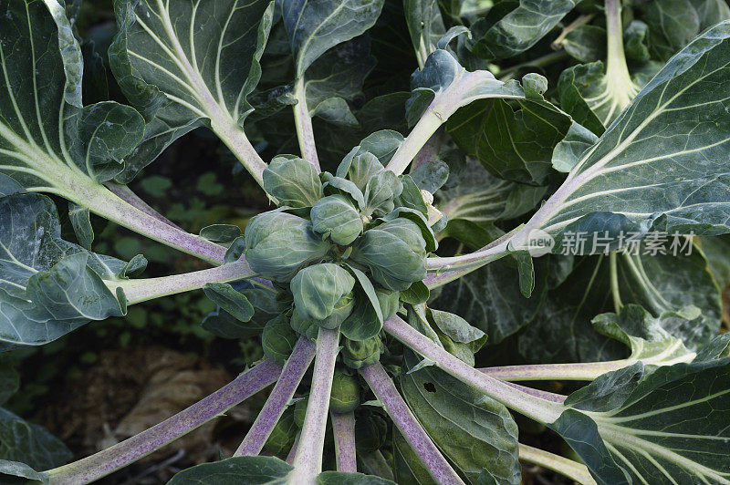 成熟的球芽甘蓝特写