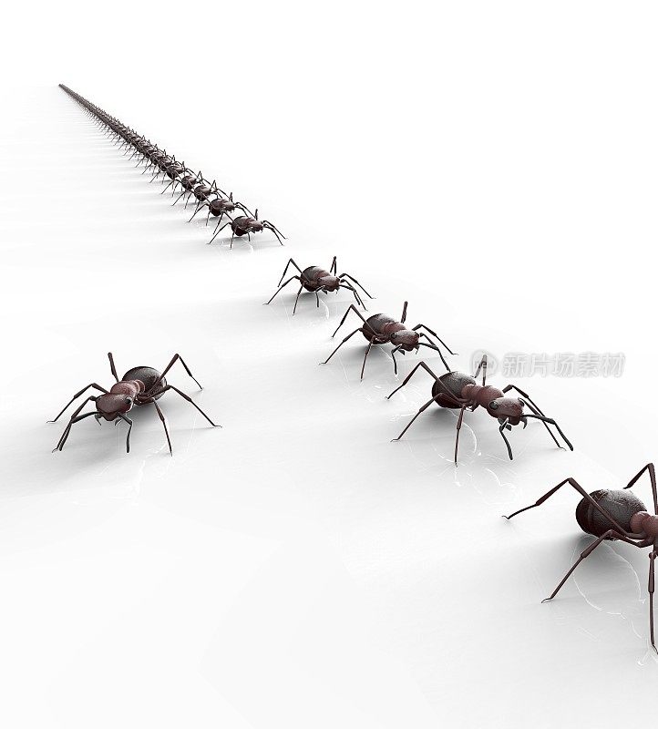 黑蚂蚁孤立在白色背景上
