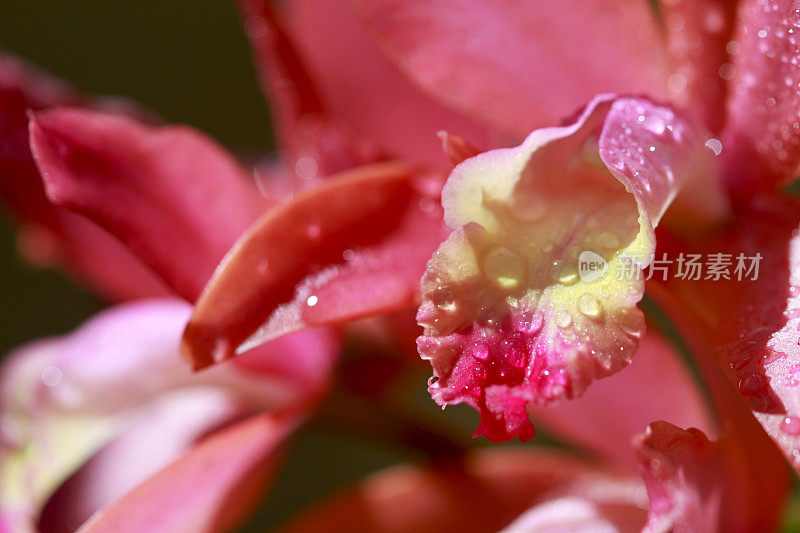 粉色兰花花瓣