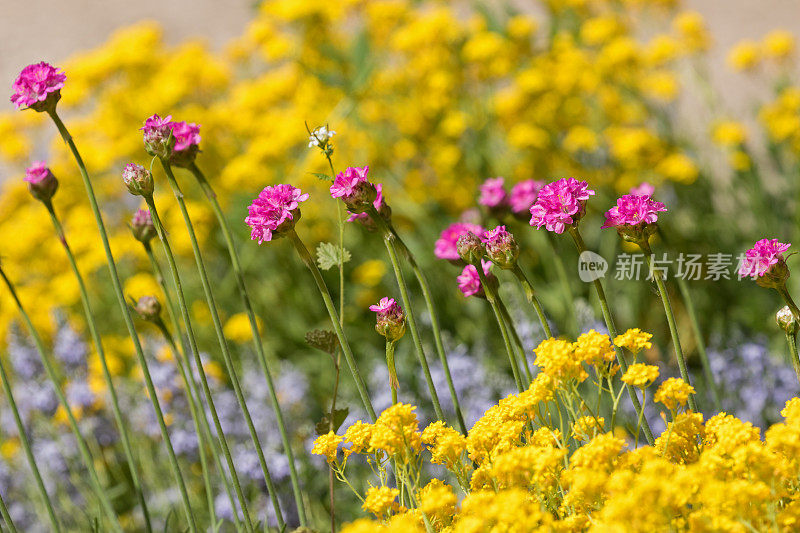 Armeria，女士坐垫或海粉