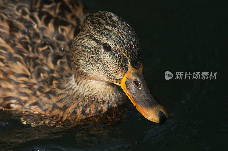 雌野鸭褪色到黑色