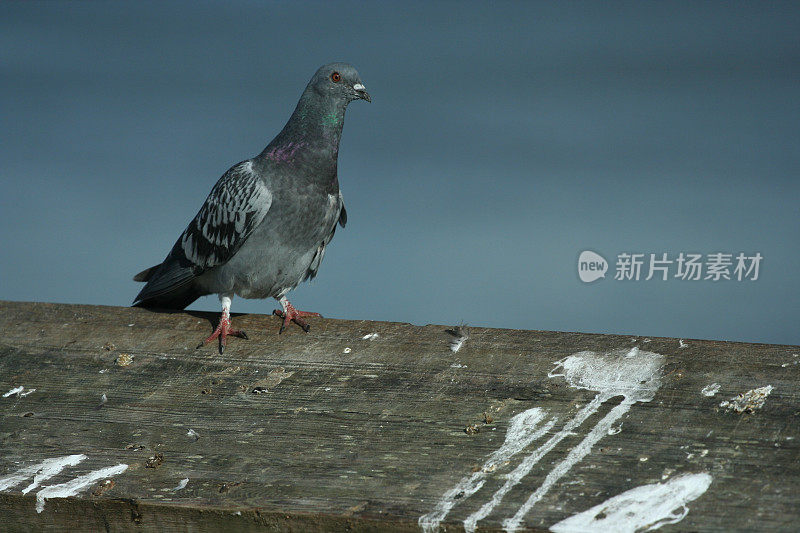 鸽子混乱