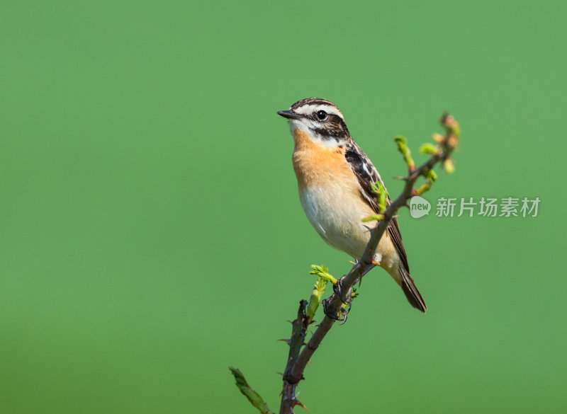 黄貂草(黄貂草)