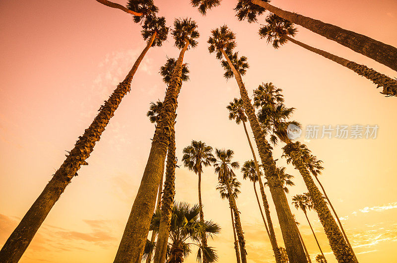 洛杉矶威尼斯海滩上的热带棕榈树