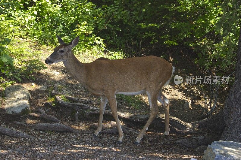 冰川NP鹿