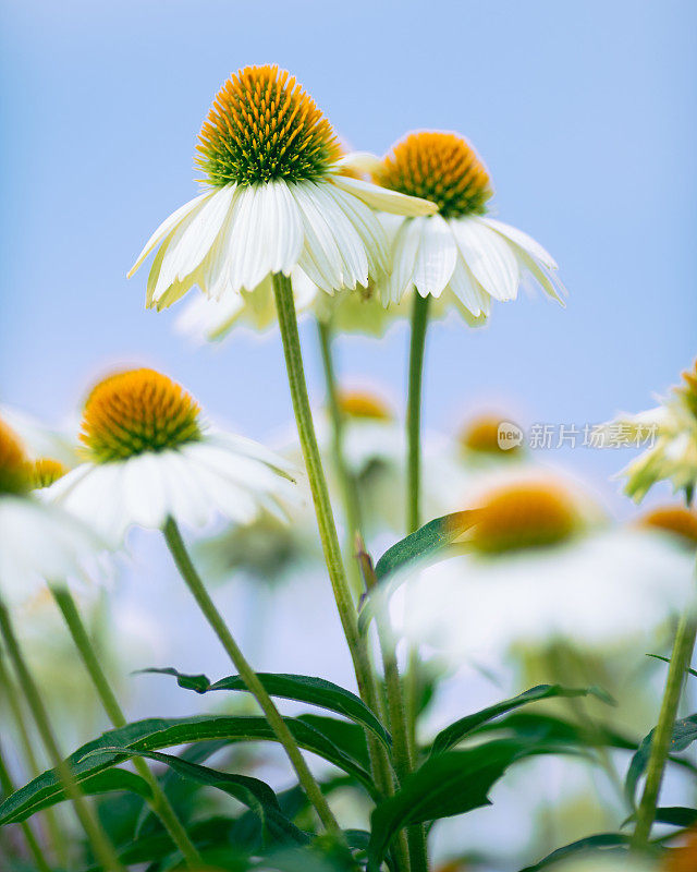 白色的松果菊