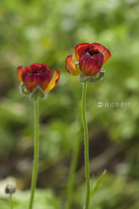 田间的两朵红色毛茛花