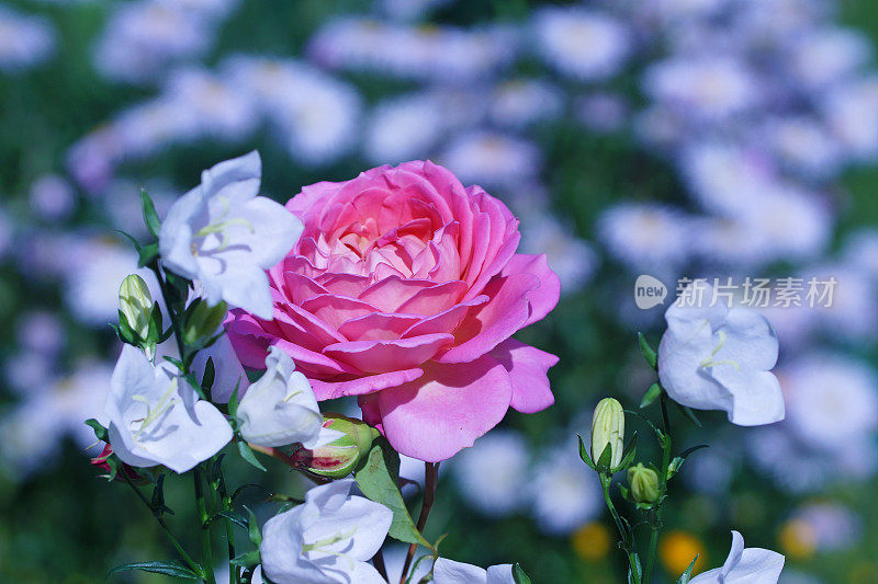 英国玫瑰，风铃花和夏季紫苑