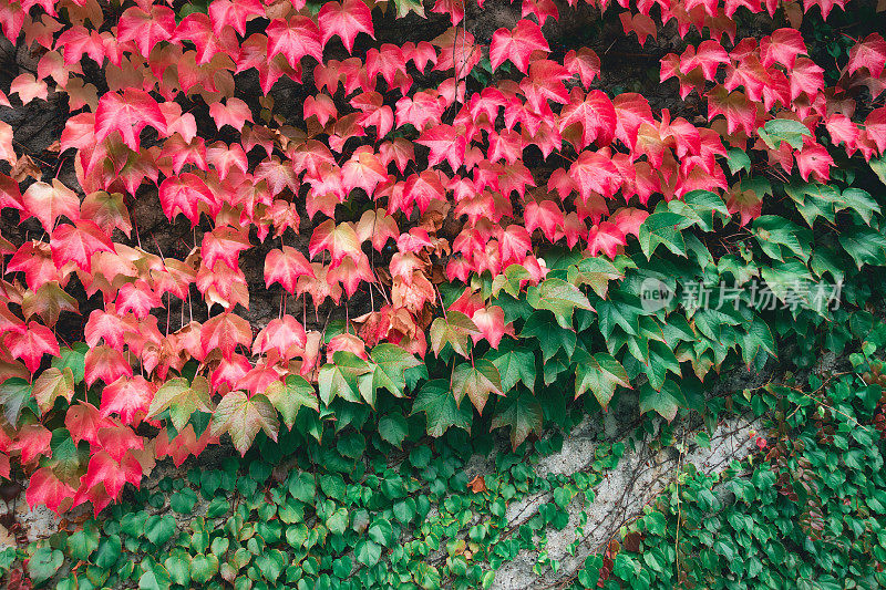 墙上覆盖着秋叶