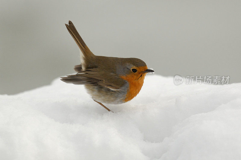 罗宾(红心rubecula)