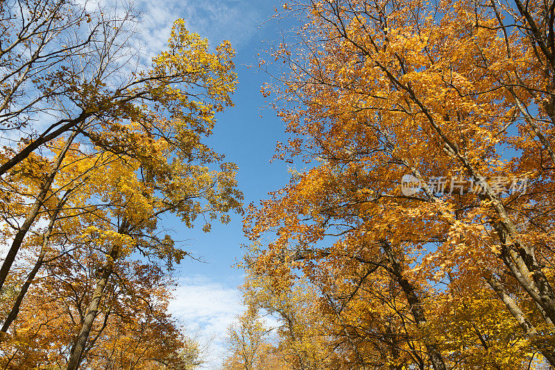 秋天的颜色-金色的树梢对蓝色的天空