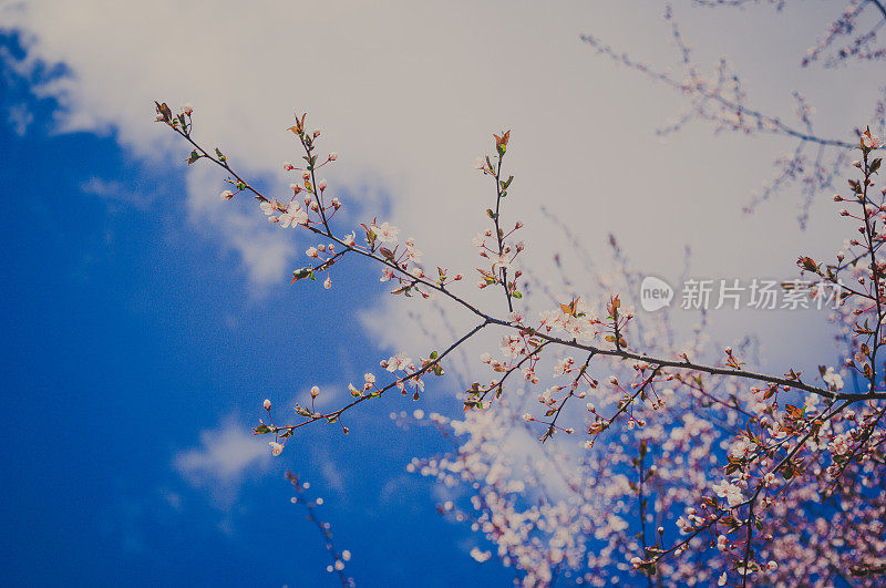 樱花李(樱李)