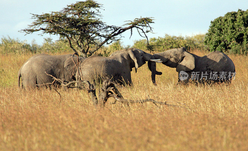 大象playfighting