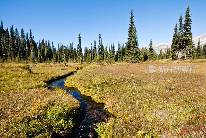 穿过高山草地的小溪