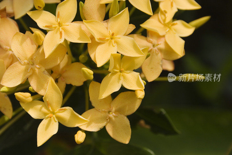 一束热带花卉