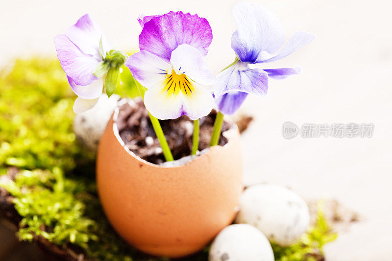 花，卵和苔藓