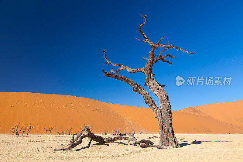 死谷沙丘前的枯树