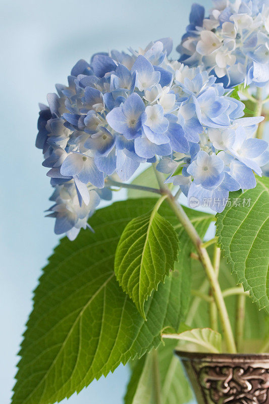 绣球花和花瓶