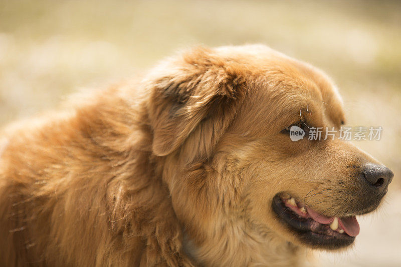 金毛猎犬、混种犬躺在户外晒太阳。的一面。