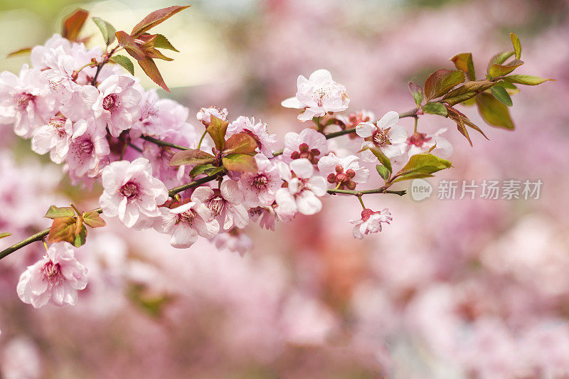 樱花