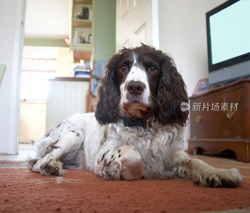 一只英国猎犬躺在地毯上