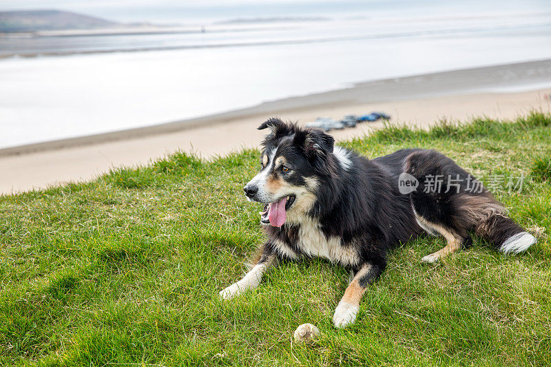 友善的边境牧羊犬在海滩上的草地上