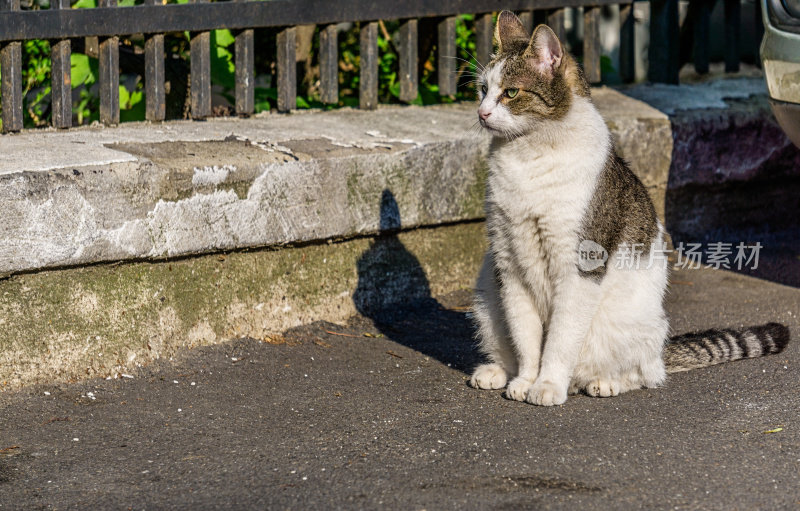 流浪猫坐在户外