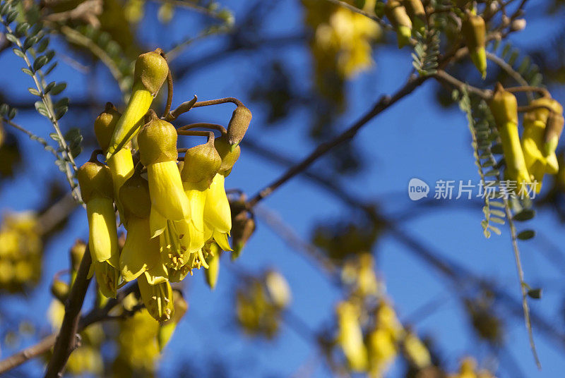 四翅槐树开花,春天