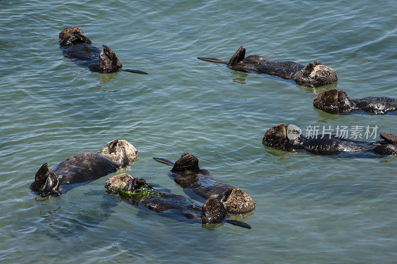 一群野生海獭在平静的海水中休息
