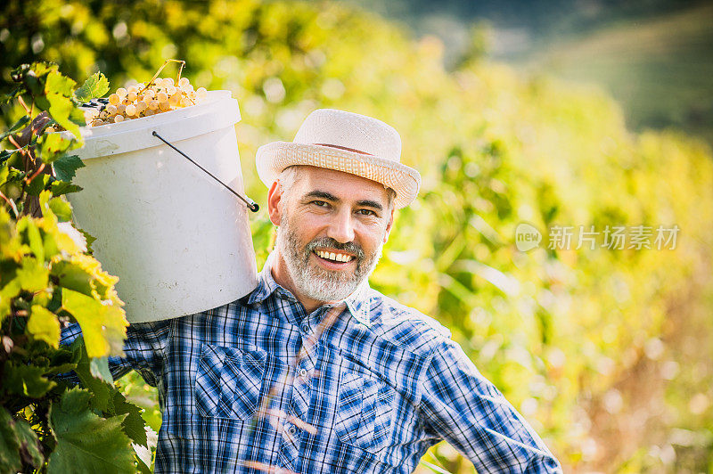 快乐的农民肖像在他的葡萄园