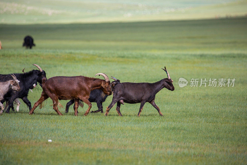 蒙古:草原上的山羊