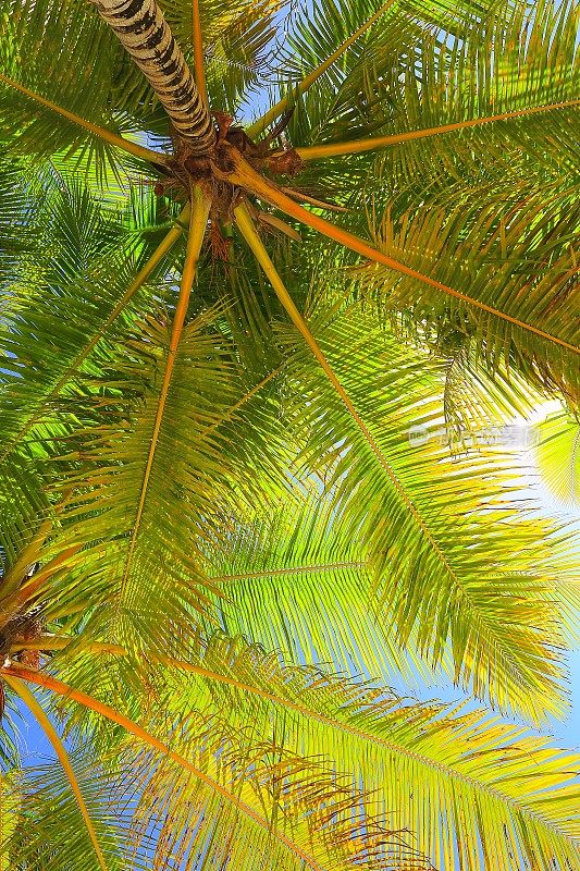 热带天堂放松，椰子树绿荫下