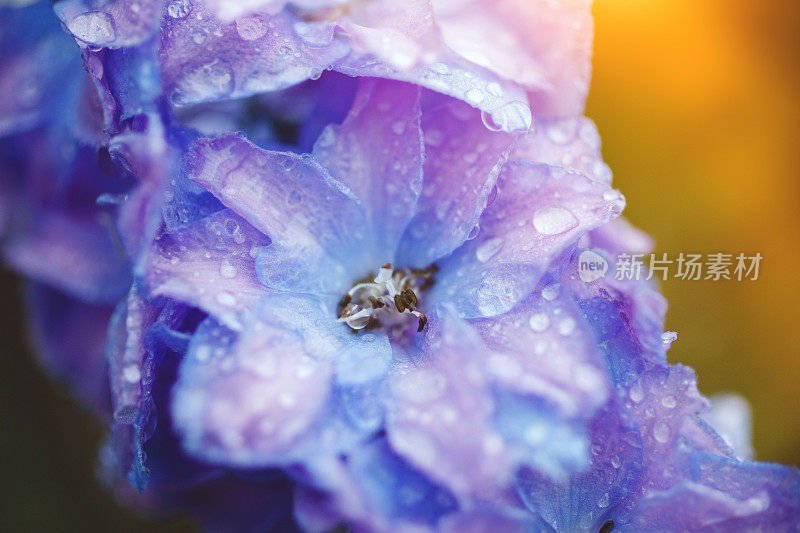 雨后的蓝花