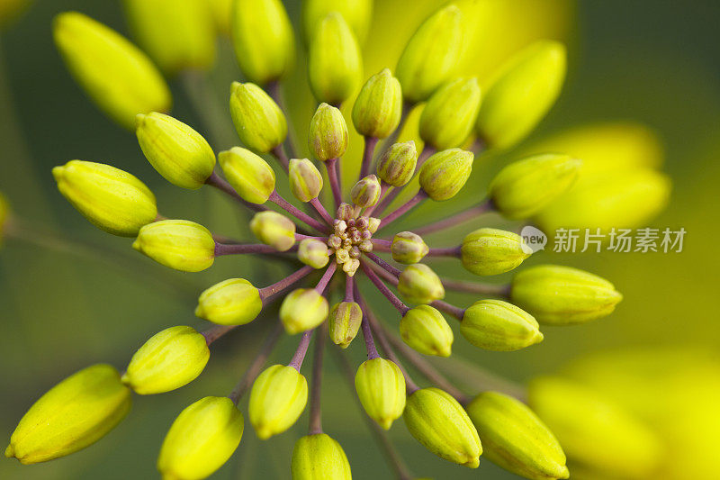 近距离的油种子花