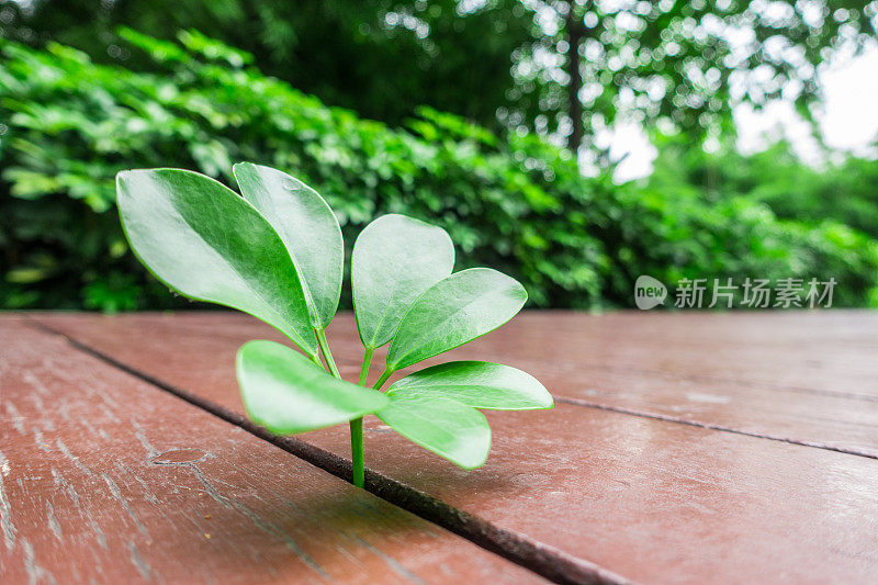 新植物生长