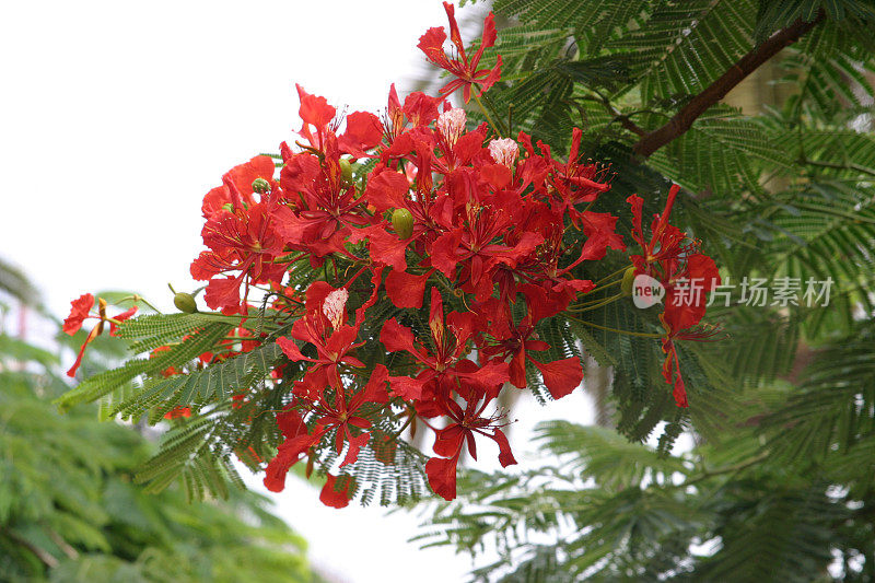 皇家poinciana