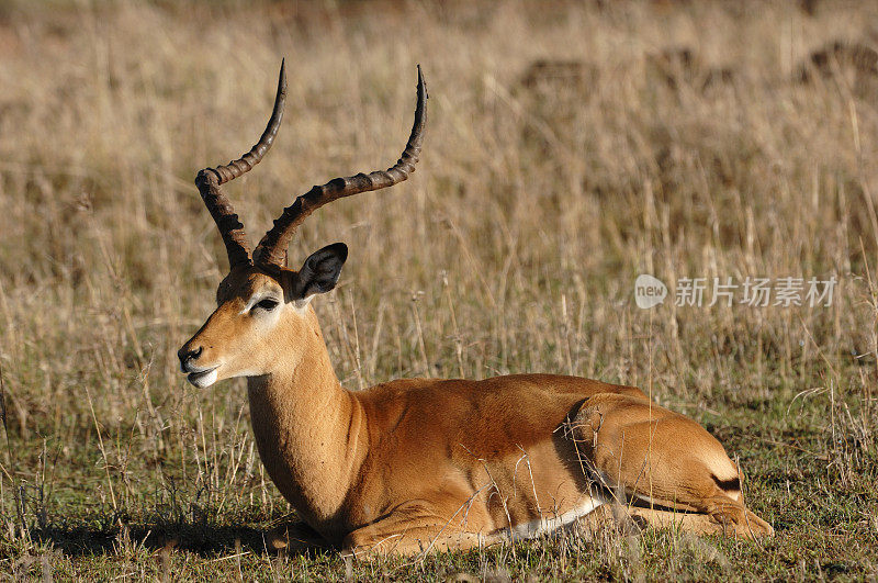 野生黑斑羚在非洲大草原上休息