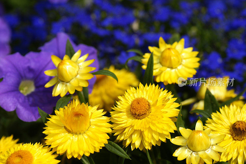 黄色strawflowers