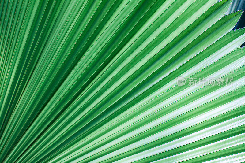 Palm粉丝