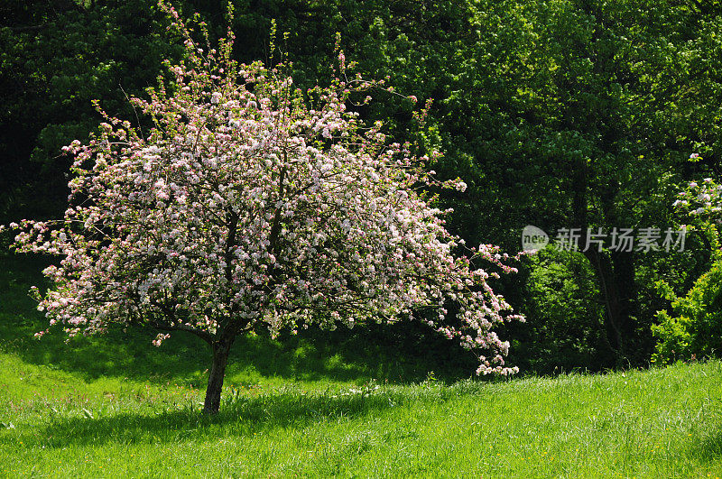 苹果树,英国