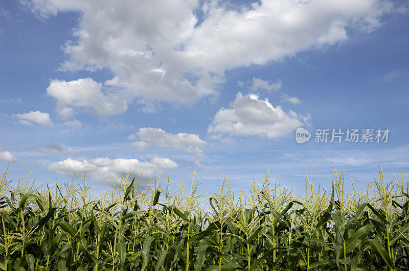 玉米田和天空
