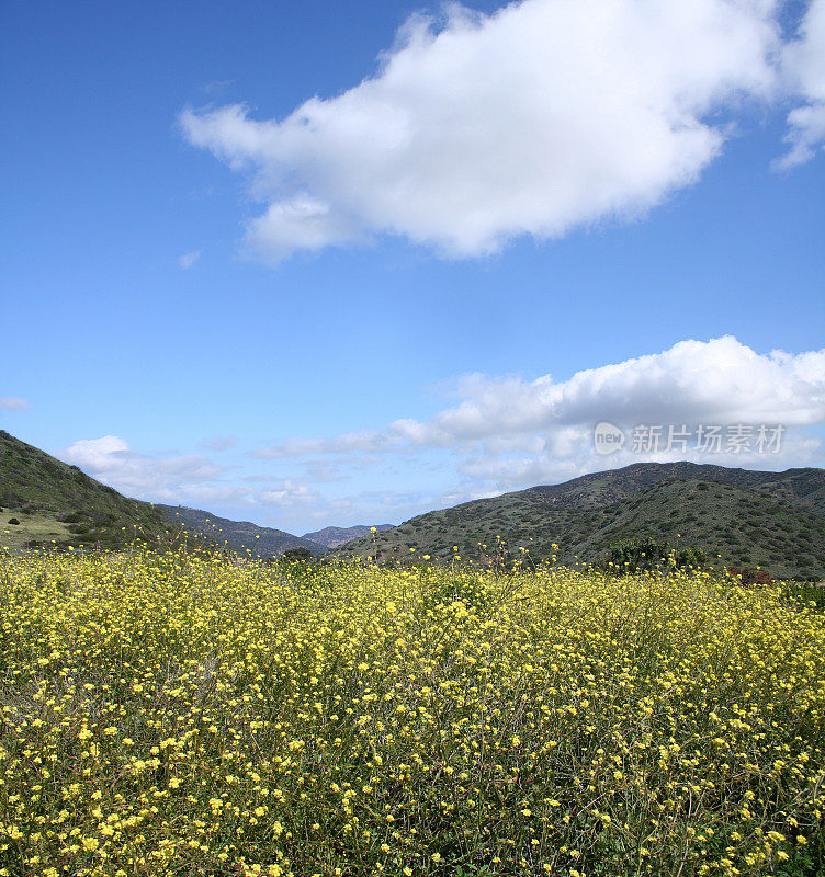 野生黄芥末花草地在马里布，加利福尼亚州