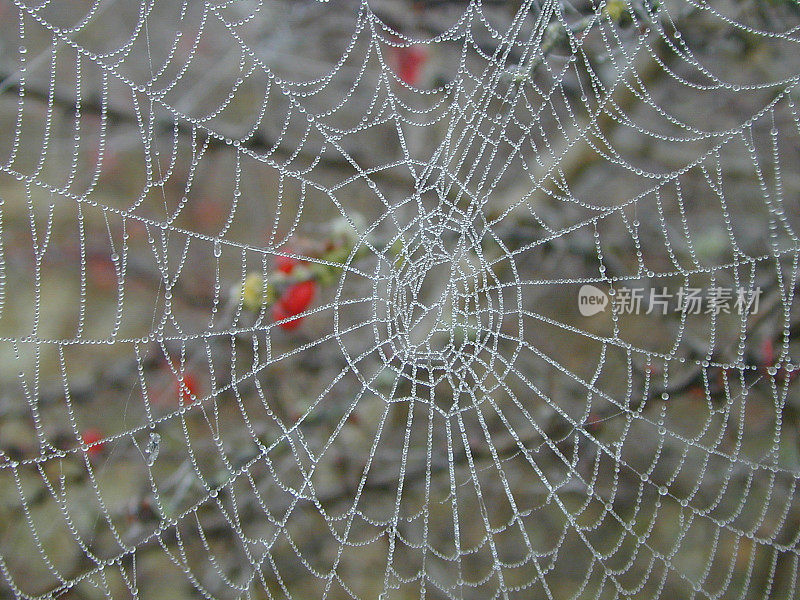 露珠蜘蛛网