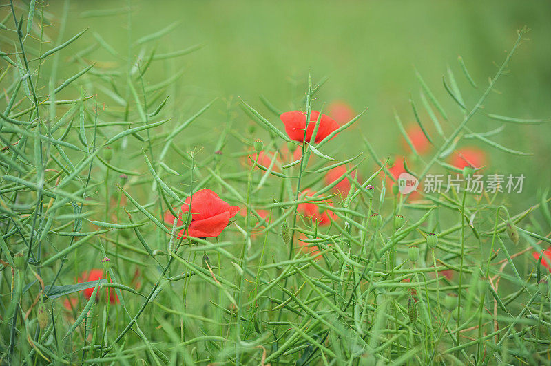 罂粟花田