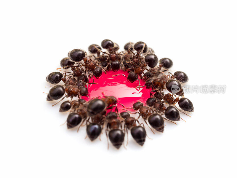 一群蚂蚁在吃红甜的水