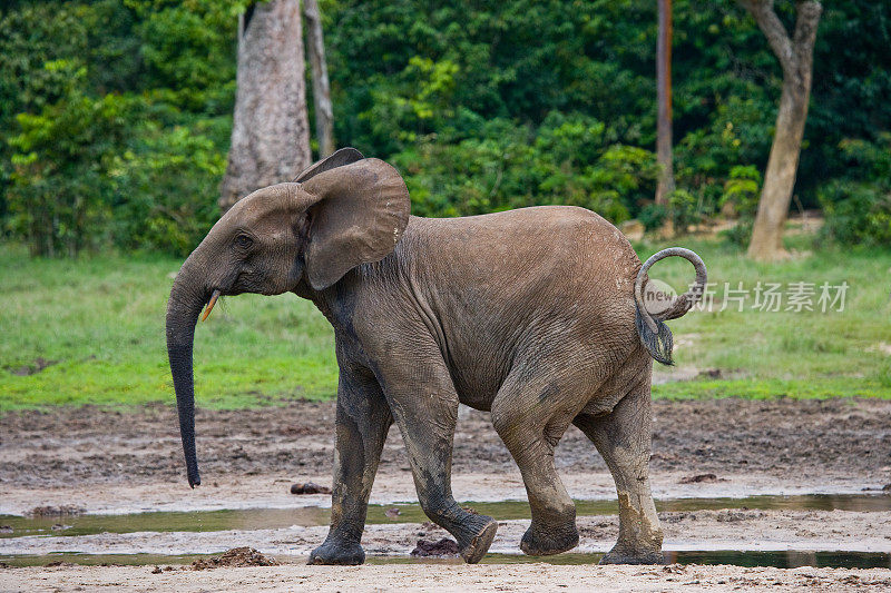 一只小森林象。中非共和国。刚果共和国。Dzanga-Sangha特别保护区。