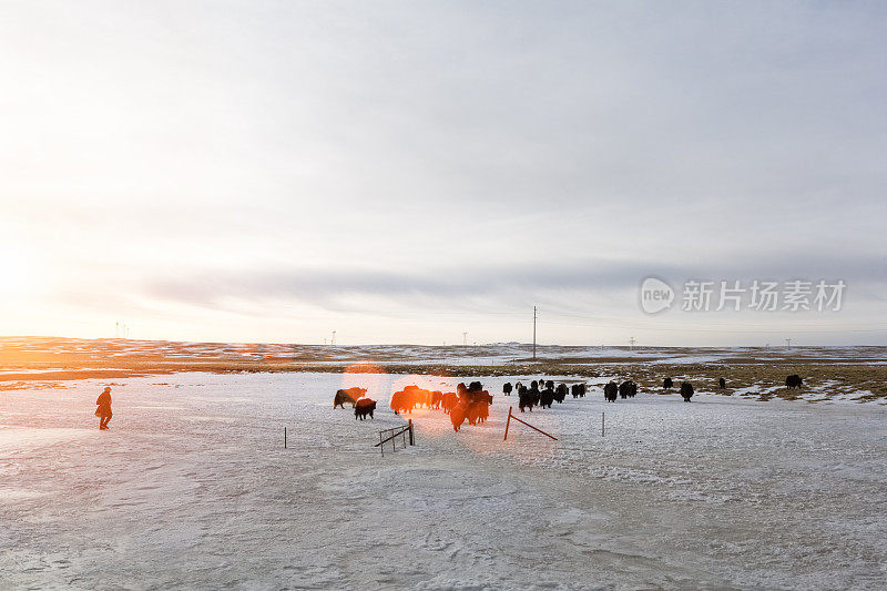 夕阳中的西藏牦牛