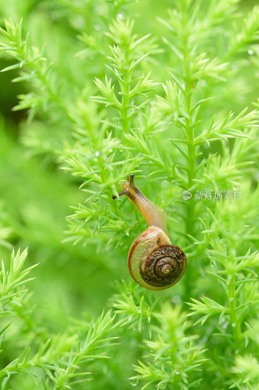 雨后绿叶上的蜗牛带着雨滴