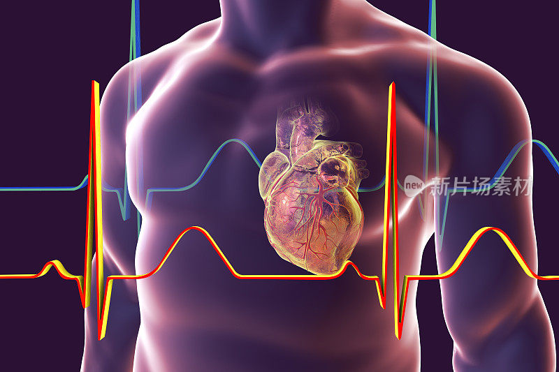 人的心脏有心脏血管